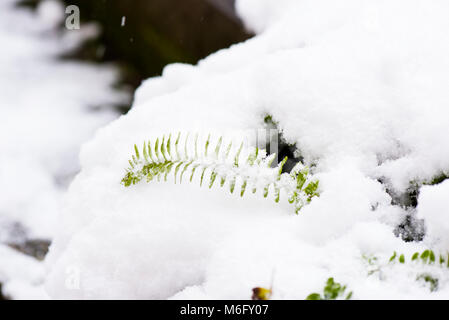 Frost und Schnee auf Pflanze im Winter Tag Stockfoto