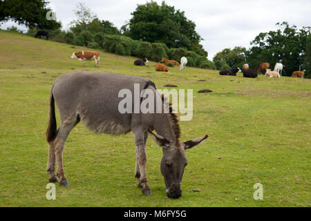 New Forest Ponys frei von über Weide im New Forest Stockfoto