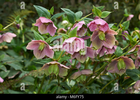 Helleborus orientalis Stockfoto