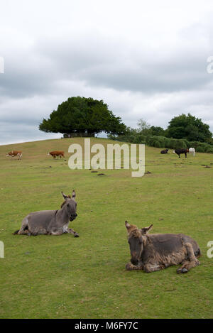 New Forest Ponys frei von über Weide im New Forest Stockfoto