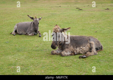 New Forest Ponys frei von über Weide im New Forest Stockfoto