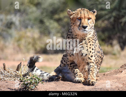 Eine Nahaufnahme eines Geparden in der Natur in Namibia fotografiert Entspannen in der Morgensonne auf dem Boden sitzend Stockfoto