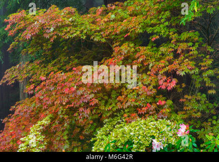 Azaleen, japanischen Ahorn, Fern Canyon Garten, Mill Valley, Kalifornien Stockfoto