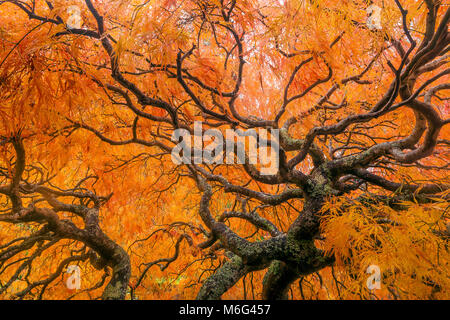 Japanischer Ahorn, Laceleaf, Acer palmatum, Farn Schlucht Garten, Mill Valley, Kalifornien Stockfoto