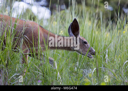 Mittagessen, Biber Teiche Trail. Stockfoto