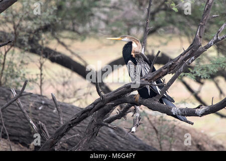 Männliche Oriental darter, die auf einer trockenen Zweig eines Baumes im Wasser sitzt Stockfoto