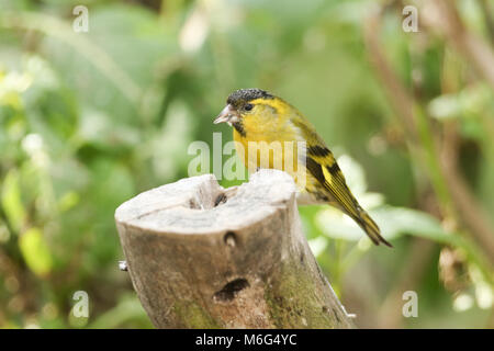 Eine atemberaubende männlichen Siskin (Carduelis spinus) auf einem Baumstumpf Fütterung thront. Stockfoto