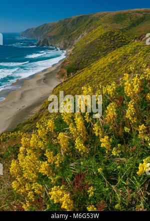 Gelbe Baum Lupine, Tomales Point, Point Reyes National Seashore, Marin County, Kalifornien Stockfoto