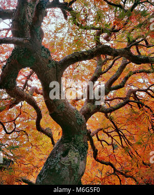 Japanischer Ahorn, spitze Blätter, Acer palmatum, Farn Schlucht, Mill Valley, Kalifornien Stockfoto