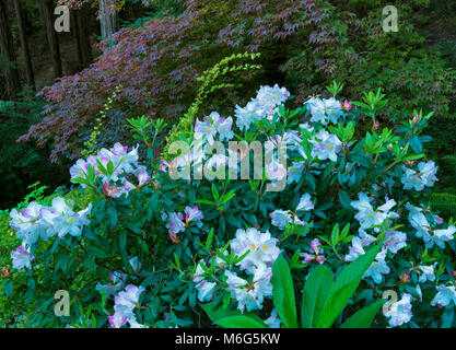 Azaleen, japanischen Ahorn, Fern Canyon Garten, Mill Valley, Kalifornien Stockfoto