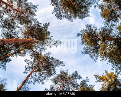 Die Suche nach Unten nach Oben anzeigen Pinien Kronen Zweige im Winter Holz oder den Wald. Stockfoto