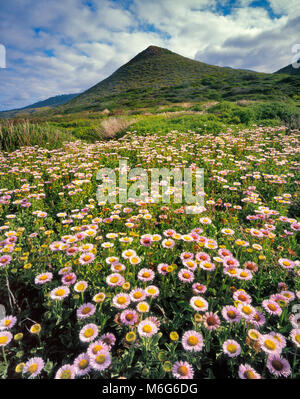 Seaside Gänseblümchen, Erigeron glaucus, Garrapata State Park, Big Sur, Monterey County, Kalifornien Stockfoto