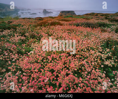 Buchweizen, Eriogonum, Küstennebel, Garrapata State Park, Big Sur, Monterey County, Kalifornien Stockfoto