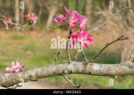 Eine Nahaufnahme Erfassen der Blüten auf dem südlichen crabapple Tree im späten Winter. Stockfoto