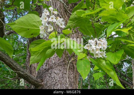 Southern catalpa Tree in der Blüte im Frühling. Stockfoto