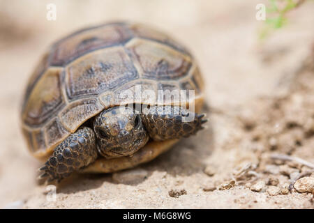 Die gemeinsame Landschildkröte (Testudo graeca) oder auch als griechische Schildkröte bekannt, oder Sporn - thighed Schildkröte, ist eine der 5 Arten der mediterranen Schildkröte. Juvenile Tiere Stockfoto