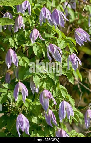 Clematis alpina, die alpinen Clematis, ist eine blühende Laubbäume Weinstock der Gattung Clematis. Stockfoto