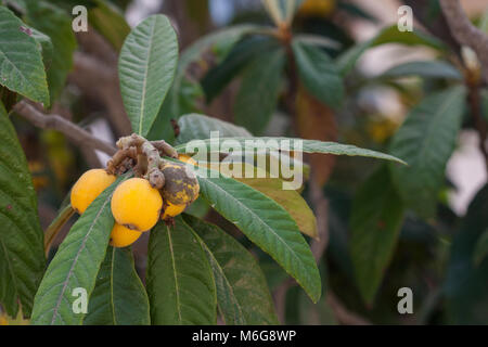 Die Japanische Wollmispel (Eriobotrya japonica) ist eine Pflanzenart aus der Gattung der blühenden Pflanze in der Familie der Rosaceae, ein gebürtiger zum Kühler hill Regionen Chinas in South-central China. Genießbare Früchte. Stockfoto