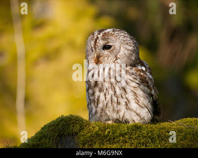 Portrait von Strix aluco - Ttawny Eule sitzen auf Moos im Wald Stockfoto