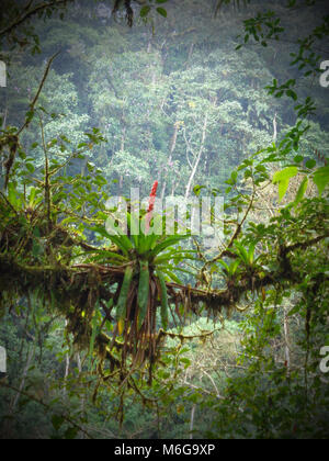 Vertikal ausgesetzt Bromelien wachsen auf Host Zweig durch Nebel und üppigem Grün umgeben konnte Wald von Ecuador. Stockfoto