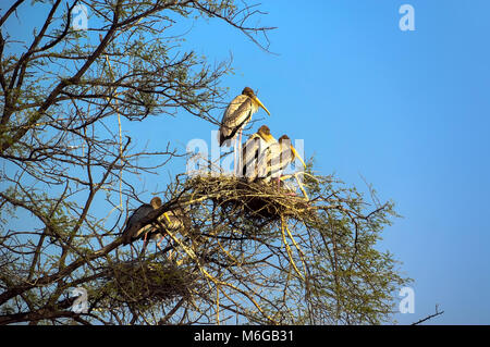 Wilde Vögel sitzen auf dem Baum im Nest. National Park Vögel Agra Indien, die Tier- und Pflanzenwelt. Stockfoto