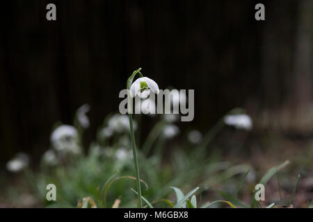 Galanthus "Hippolyta'. Schneeglöckchen 'Hippolyta 'Blumen im Februar. Großbritannien Stockfoto