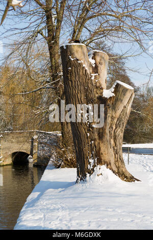 Nilgans hocken hoch oben auf einem Schnee bedeckt, toten Baumstumpf. Stockfoto