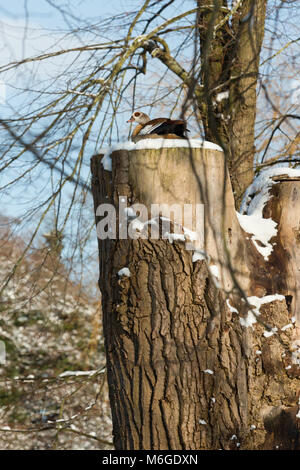 Nilgans hocken hoch oben auf einem Schnee bedeckt, toten Baumstumpf. Stockfoto