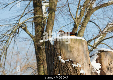 Nilgans hocken hoch oben auf einem Schnee bedeckt, toten Baumstumpf. Stockfoto