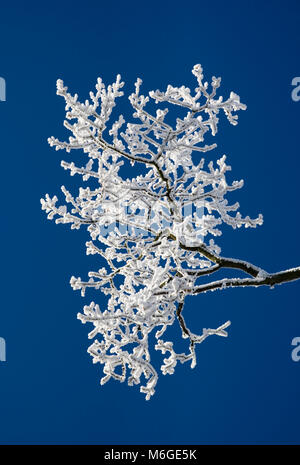 Frost bedeckt Eiche Quercus Robur, Filiale gegen einen klaren, blauen Himmel, Clent Hügel, Stourbridge, West Midlands, England, UK, Dezember Stockfoto