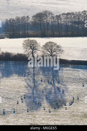 Schafe weiden in einem schneebedeckten Feld, Malvern, Worcestershire, England, Dezember Stockfoto