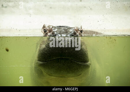 Anteil auf unter Nilpferd komplett gebadet im Fluss an einem heißen Sommertag. Nase und Augen geknallt aus dem Aqua und lächeln Mund unter Wasser. Stockfoto