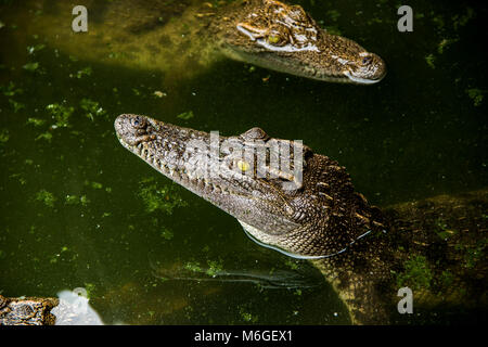 Junge Crocodylus siamensis (Siam, frisch, Wasser Krokodil). Kopf kommt aus dem Wasser. Stockfoto