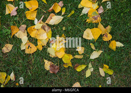 Gefallenen gelbe Blätter auf grünem Gras im Herbst Park Stockfoto