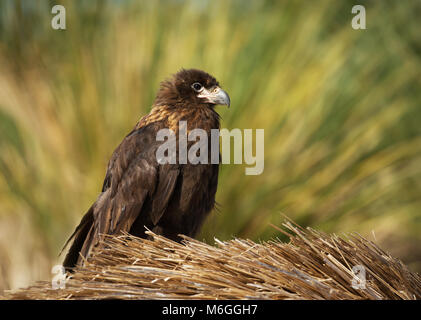 Nahaufnahme von einem jugendlichen Südlicher Karakara (Phalcoboenus australis), Falkland Inseln. Stockfoto