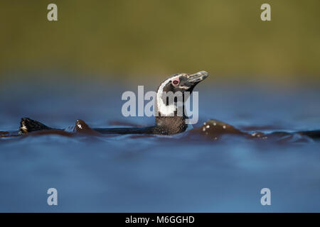 Magellanic penguin Schwimmen in Süßwasser-Teich, Falkland Inseln. Stockfoto