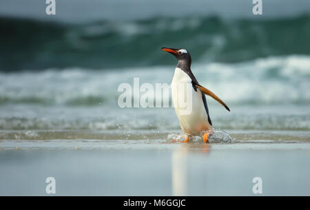 Gentoo Pinguin vom Meer auf einem sandigen Ozean Küste kommen, Falkland Inseln Stockfoto