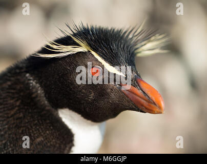 Nahaufnahme eines südlichen rockhopper Penguin, Falkland Inseln. Stockfoto