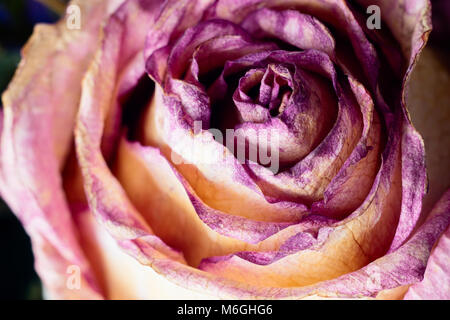 Makro mit violette Blume Rose, Blütenblätter. Trockene Ikebana. Abstrakt floral background. Arbeit copyspace für Text. Stockfoto