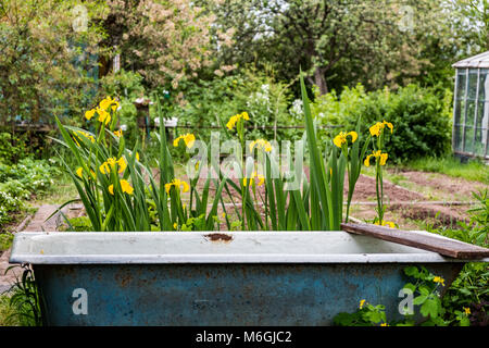 Alte weiße Badewanne, die als Gartenwasserspiel neben üppigen Pflanzen umfunktioniert wurde Stockfoto