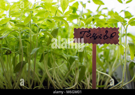 Tomate organische Sämlinge mit Label in einem Topf Stockfoto