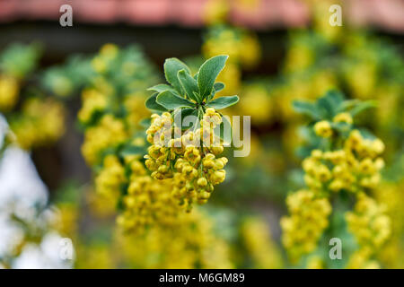 Hellgelbe Berberis-Blüten mit frischen grünen Blättern im Frühling aus nächster Nähe Stockfoto