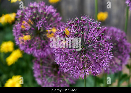 Makroaufnahme von violetten allium-Blüten mit sternförmigen Blüten und grünen Stielen Stockfoto