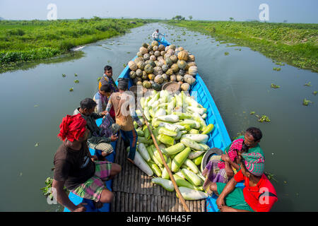 Die Arial Beel (Wasser Körper) von Munshiganj berühmt für die besondere Art der großen mittelständischen süße Kürbisse, die lokalen Erzeuger sind machen einen grossen Gewinn. Die kürbisse angebaut und in Arial Beel in jedem Jahr produziert werden. Jeder der Kürbis, der Größe von rund 40 kg bis 120 kg, die Züchter verkaufen jede der großen Kürbis bei Tk 3.000 bis 6.000. Die kürbisse sind Karwan Bazar und shaympur Bazar der Hauptstadt Dhaka auf Lkws oder Lokale Boote gesendet. Vor allem die größte Sweet Kürbis wurde auf 527 Hektar Land hier auf dieses Jahr angebaut, und von denen, 260 ha wurden in Sreenagar bis angebaut Stockfoto