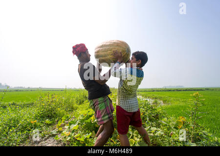 Die Arial Beel (Wasser Körper) von Munshiganj berühmt für die besondere Art der großen mittelständischen süße Kürbisse, die lokalen Erzeuger sind machen einen grossen Gewinn. Die kürbisse angebaut und in Arial Beel in jedem Jahr produziert werden. Jeder der Kürbis, der Größe von rund 40 kg bis 120 kg, die Züchter verkaufen jede der großen Kürbis bei Tk 3.000 bis 6.000. Die kürbisse sind Karwan Bazar und shaympur Bazar der Hauptstadt Dhaka auf Lkws oder Lokale Boote gesendet. Vor allem die größte Sweet Kürbis wurde auf 527 Hektar Land hier auf dieses Jahr angebaut, und von denen, 260 ha wurden in Sreenagar bis angebaut Stockfoto