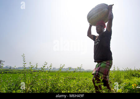 Die Arial Beel (Wasser Körper) von Munshiganj berühmt für die besondere Art der großen mittelständischen süße Kürbisse, die lokalen Erzeuger sind machen einen grossen Gewinn. Die kürbisse angebaut und in Arial Beel in jedem Jahr produziert werden. Jeder der Kürbis, der Größe von rund 40 kg bis 120 kg, die Züchter verkaufen jede der großen Kürbis bei Tk 3.000 bis 6.000. Die kürbisse sind Karwan Bazar und shaympur Bazar der Hauptstadt Dhaka auf Lkws oder Lokale Boote gesendet. Vor allem die größte Sweet Kürbis wurde auf 527 Hektar Land hier auf dieses Jahr angebaut, und von denen, 260 ha wurden in Sreenagar bis angebaut Stockfoto