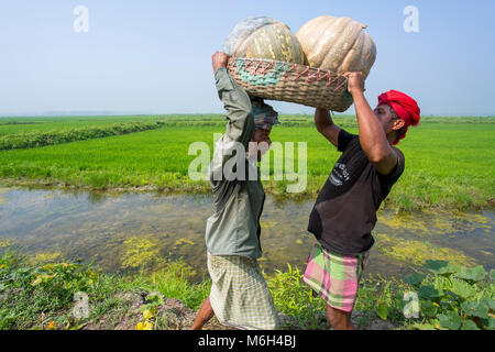 Die Arial Beel (Wasser Körper) von Munshiganj berühmt für die besondere Art der großen mittelständischen süße Kürbisse, die lokalen Erzeuger sind machen einen grossen Gewinn. Die kürbisse angebaut und in Arial Beel in jedem Jahr produziert werden. Jeder der Kürbis, der Größe von rund 40 kg bis 120 kg, die Züchter verkaufen jede der großen Kürbis bei Tk 3.000 bis 6.000. Die kürbisse sind Karwan Bazar und shaympur Bazar der Hauptstadt Dhaka auf Lkws oder Lokale Boote gesendet. Vor allem die größte Sweet Kürbis wurde auf 527 Hektar Land hier auf dieses Jahr angebaut, und von denen, 260 ha wurden in Sreenagar bis angebaut Stockfoto