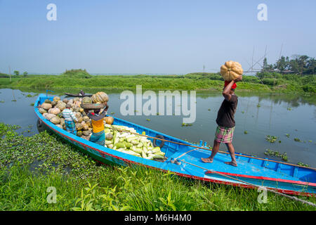 Die Arial Beel (Wasser Körper) von Munshiganj berühmt für die besondere Art der großen mittelständischen süße Kürbisse, die lokalen Erzeuger sind machen einen grossen Gewinn. Die kürbisse angebaut und in Arial Beel in jedem Jahr produziert werden. Jeder der Kürbis, der Größe von rund 40 kg bis 120 kg, die Züchter verkaufen jede der großen Kürbis bei Tk 3.000 bis 6.000. Die kürbisse sind Karwan Bazar und shaympur Bazar der Hauptstadt Dhaka auf Lkws oder Lokale Boote gesendet. Vor allem die größte Sweet Kürbis wurde auf 527 Hektar Land hier auf dieses Jahr angebaut, und von denen, 260 ha wurden in Sreenagar bis angebaut Stockfoto