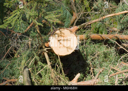 Stümpfe von gefällten Bäumen in einem Kiefernwald Stockfoto