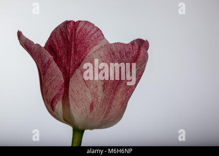 "Hemisphäre" Triumph Tulpe, Triumftulpan (Tulipa gesneriana) Stockfoto